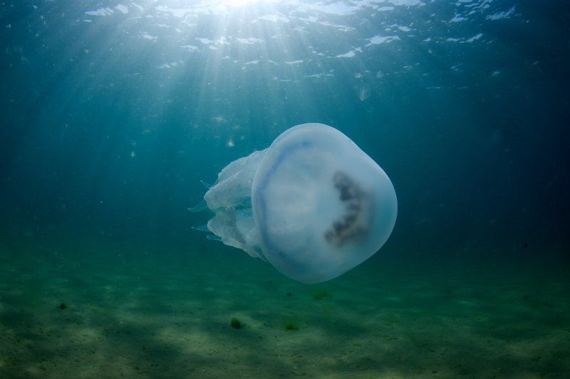 Анапа, Корнерот, Медуза, Черное море барражируя водные просторы фото превью