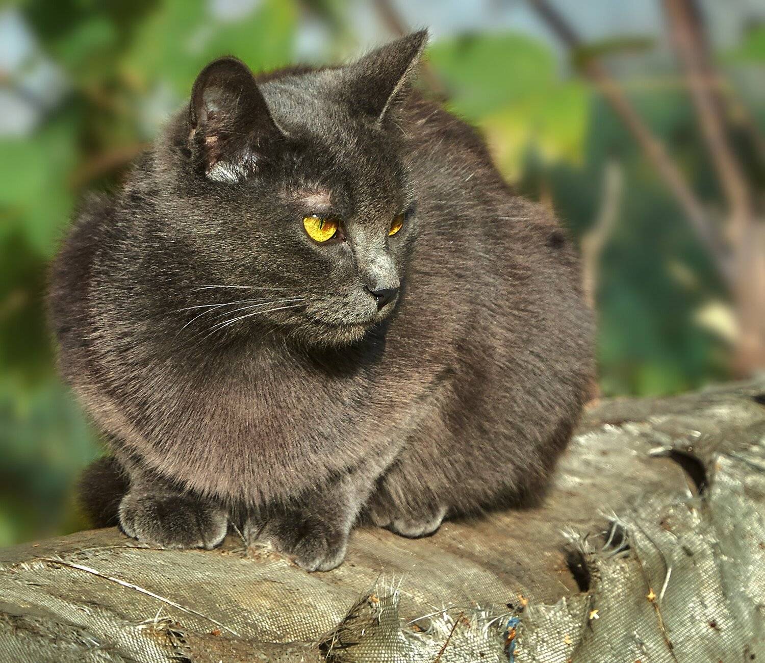 , Олег Богданов