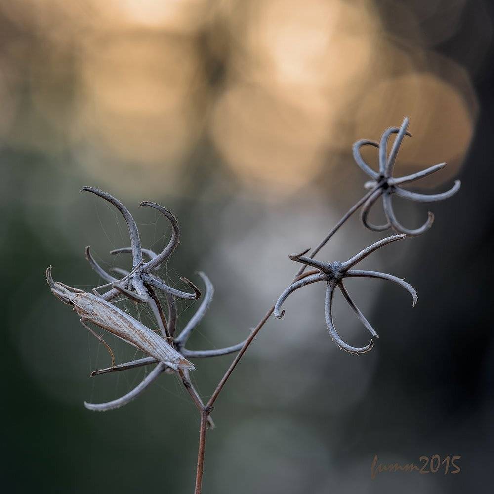 , Игорь ФУММ