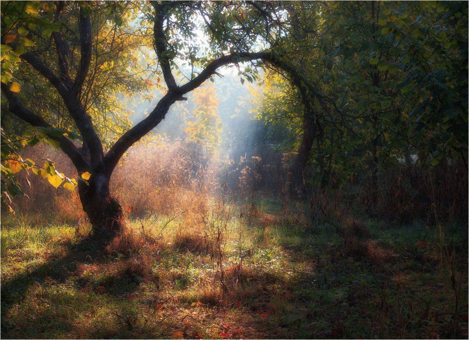 Осень, Солнце, Утро, Сергей Шабуневич