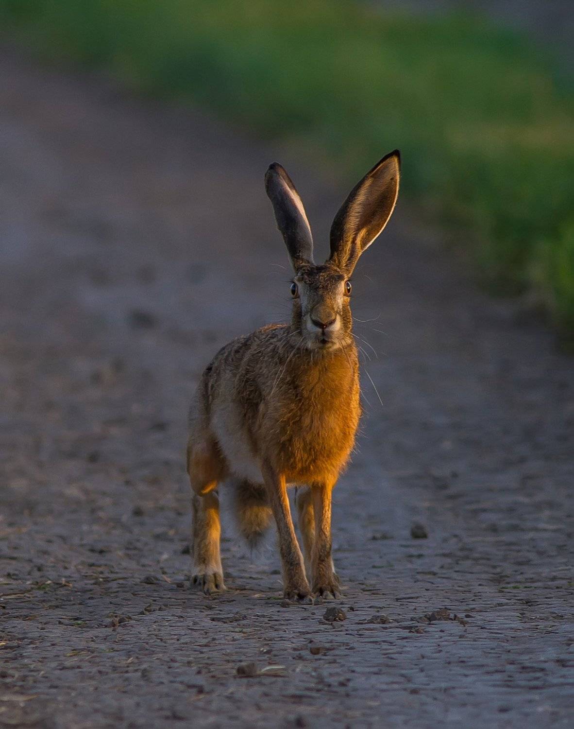 русак, заяц, фотоохота, животные, млекопитающие, Тесленко Игорь