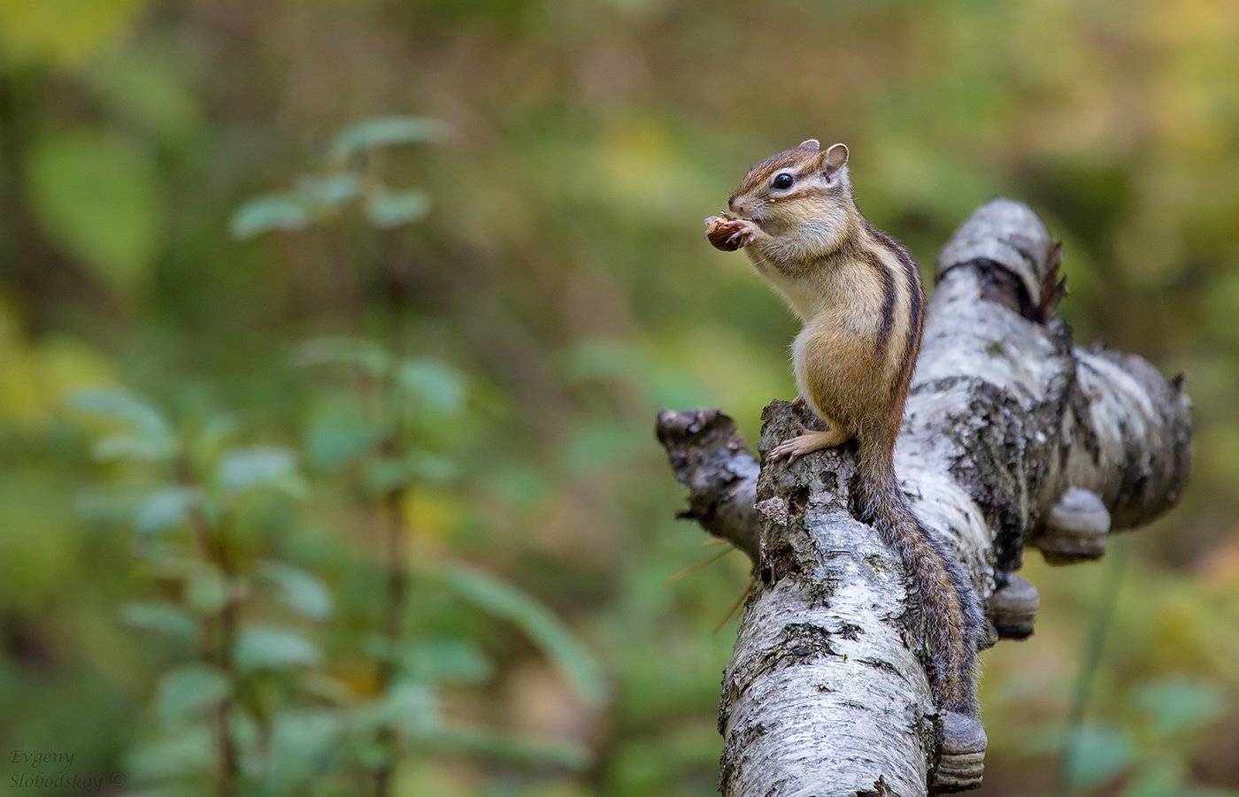 , Евгений Слободской