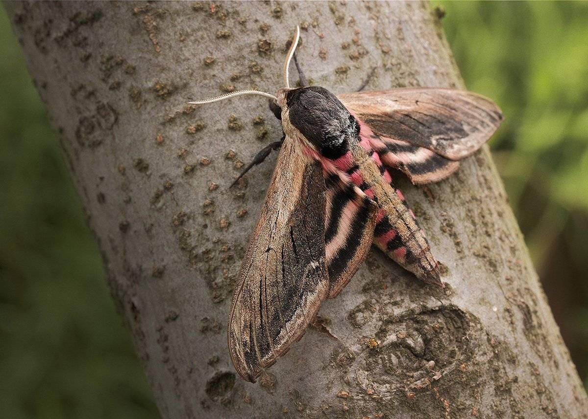 sphinx ligustri, бирючинный бражник, бражник сиреневый, мотылек, ночная бабочка, Роман Рысь