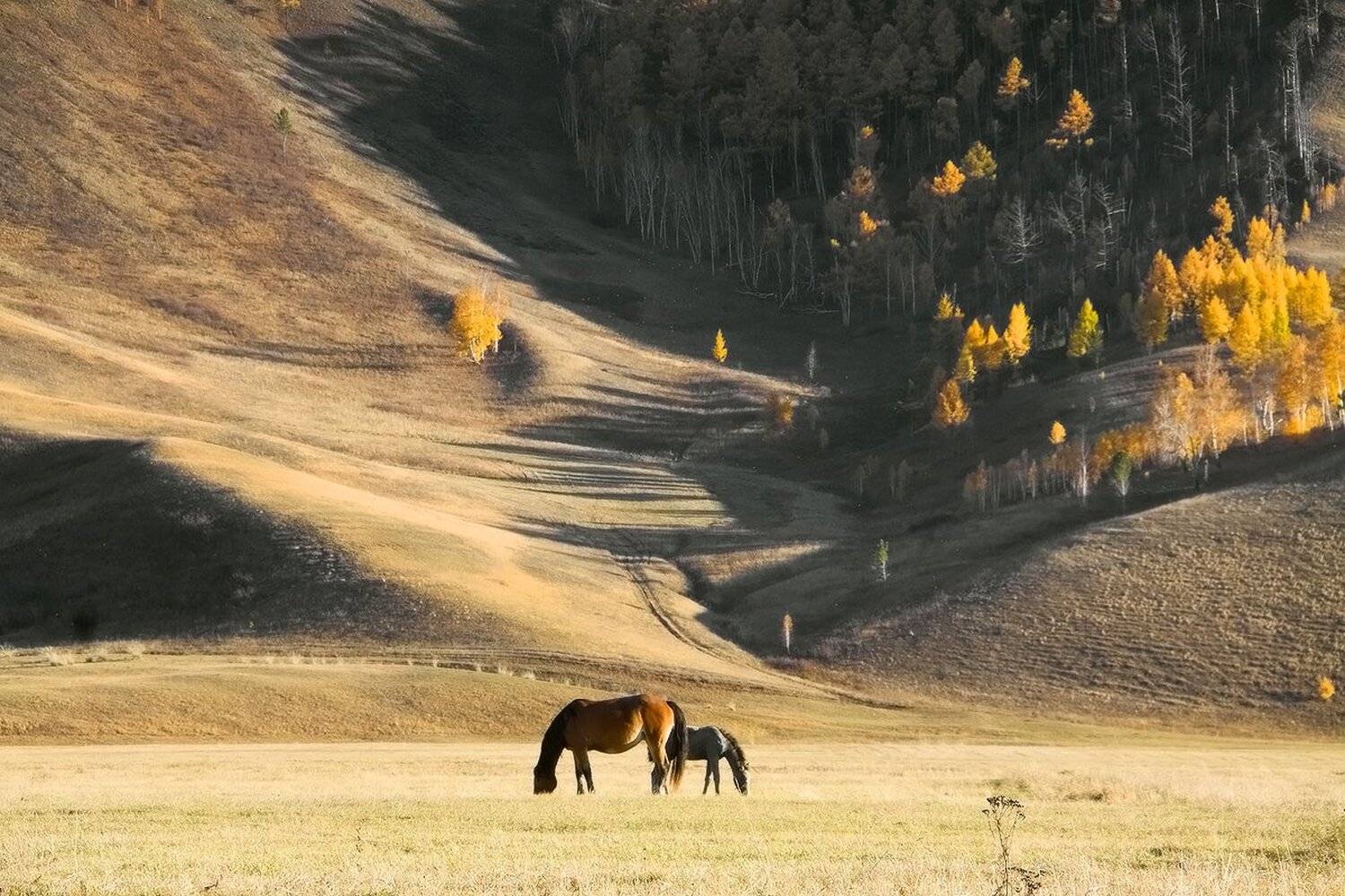 , Николай Морский