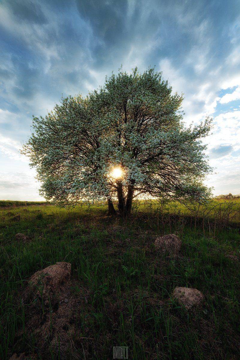 Весна, Дерево, Пейзаж., Дмитрий Доронин