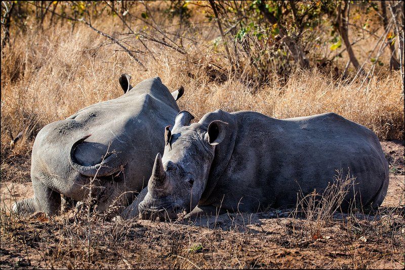 Сиеста фото превью