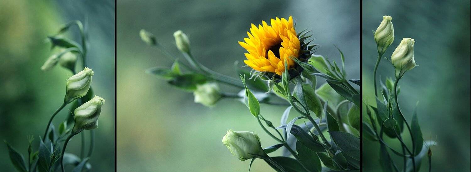 , Mycatherina