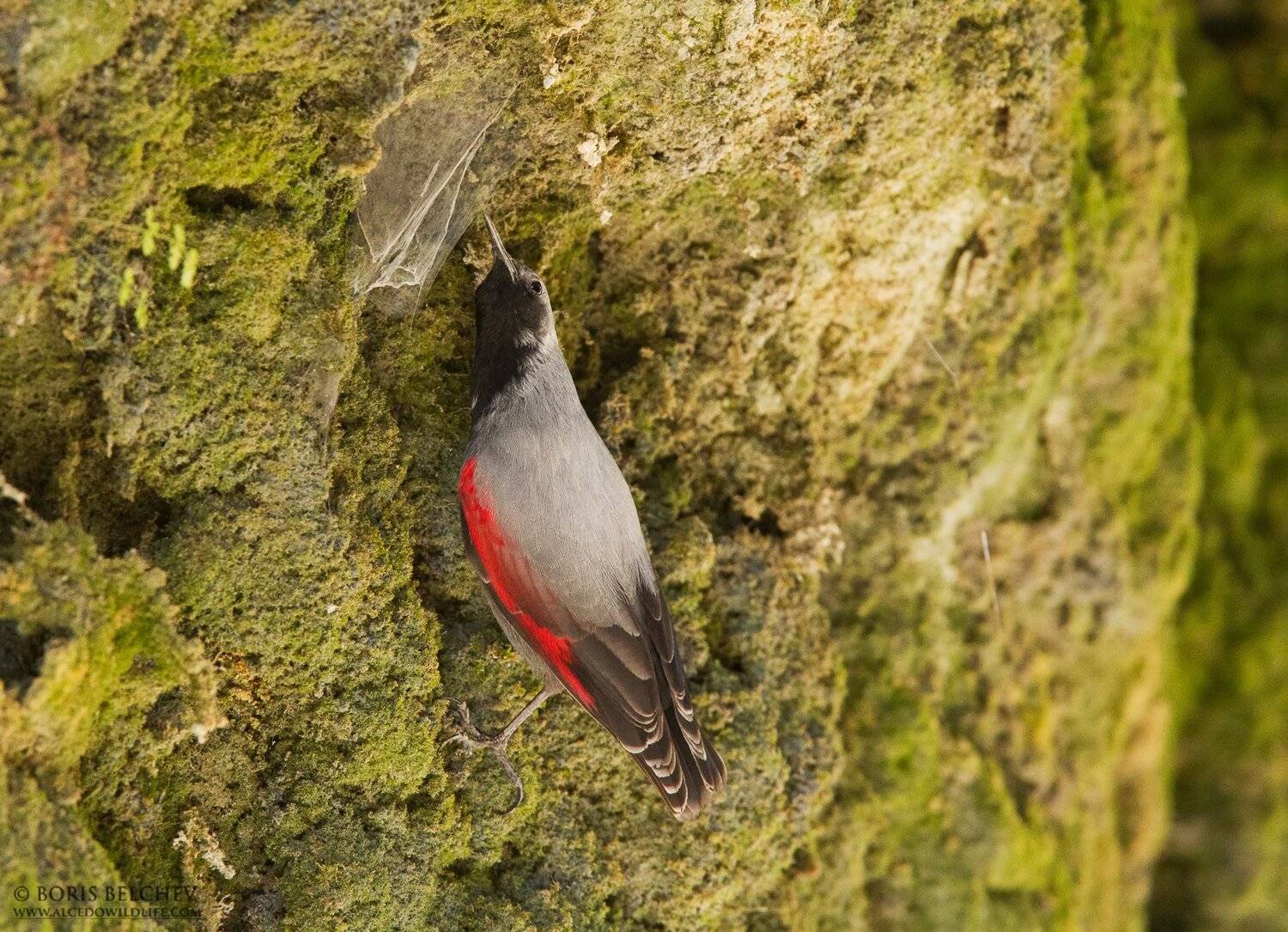 , Борис Белчев