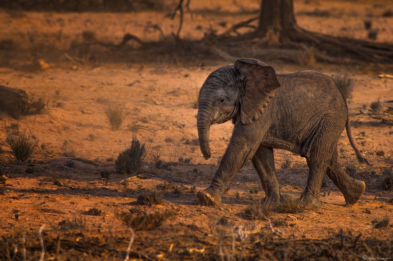Desert elephant