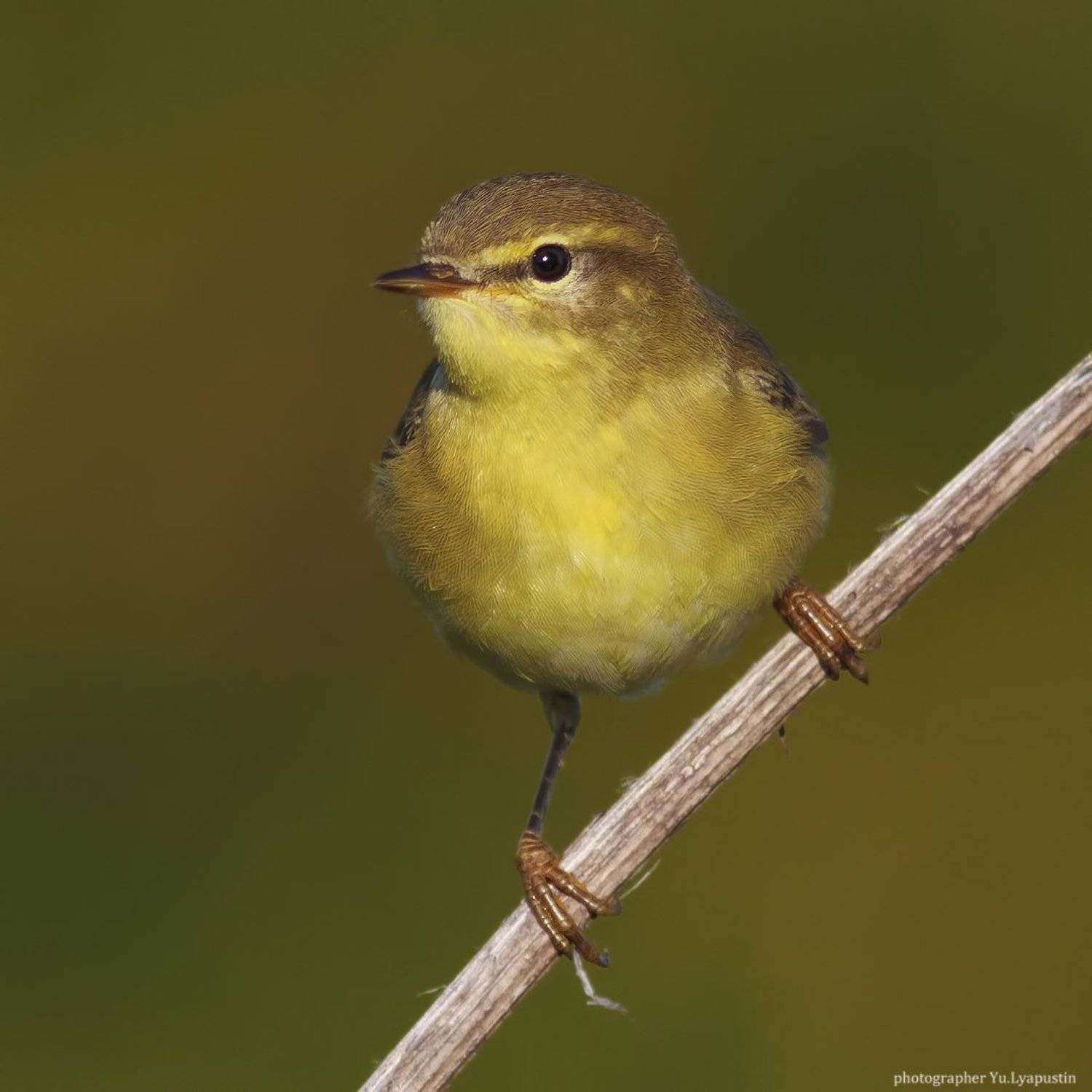 Пеночка весничка, Ляпустин Юра