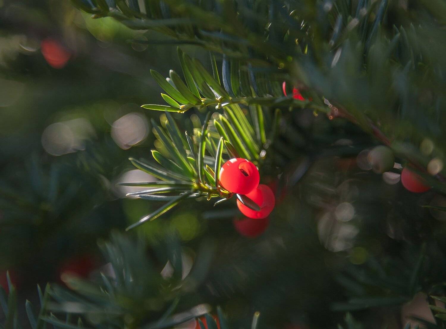 природа, растения, флора, ягоды, Антонина