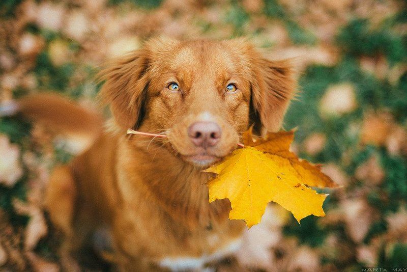 толлер, собака,  Tolling Retriever, pet, autumn, red, dog, осень, рыжий  Sunny фото превью