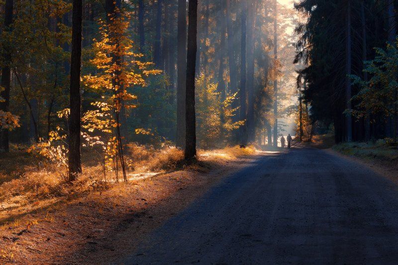 50d, 50mm, Canon, Couple, Forest, Poland, Sokol, Sunrise Together throug the forest фото превью