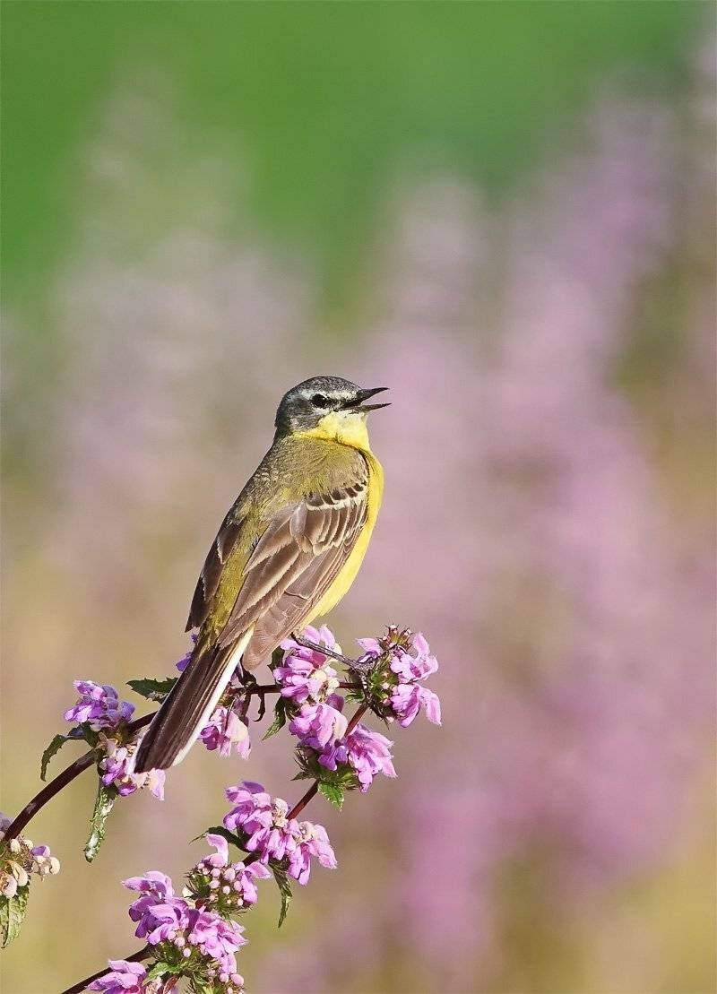 трясогузка, Наталья