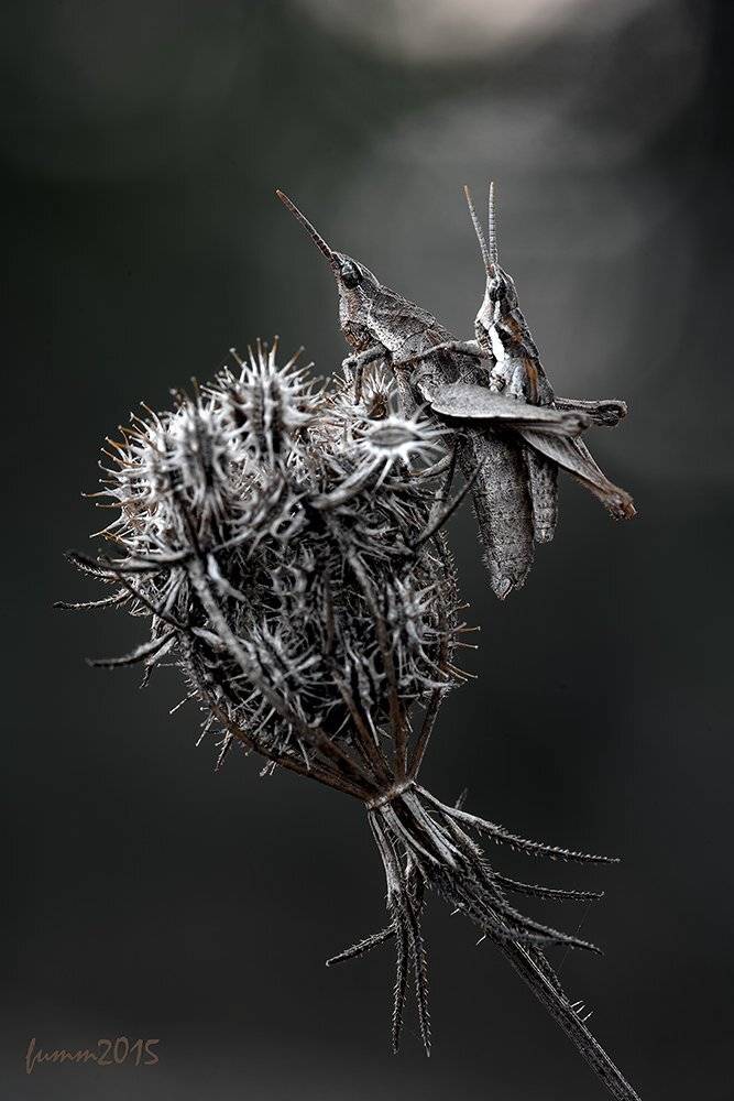 , Игорь ФУММ