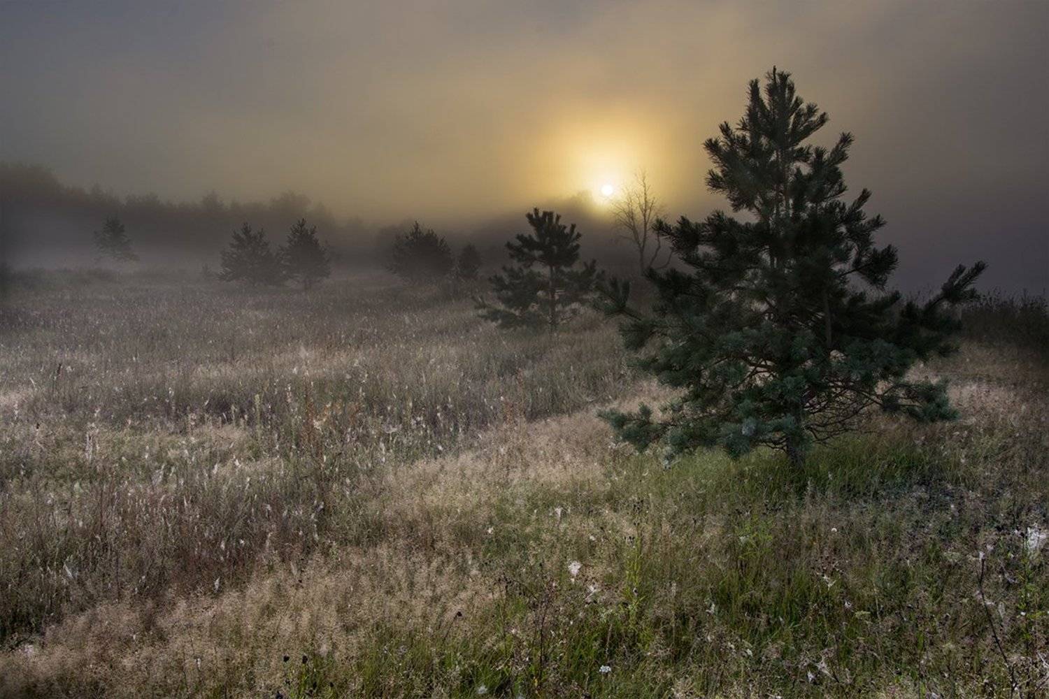 елочки, лето, рассвет, россия, тульская область, туман, утро, Денис Щербак