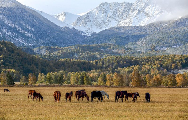Алтай, Катон карагай - Казахстан фото превью