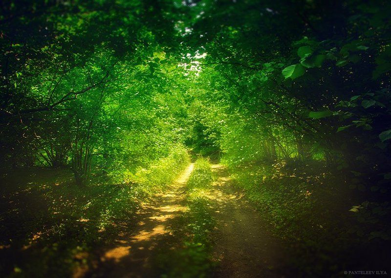 *** фото превью