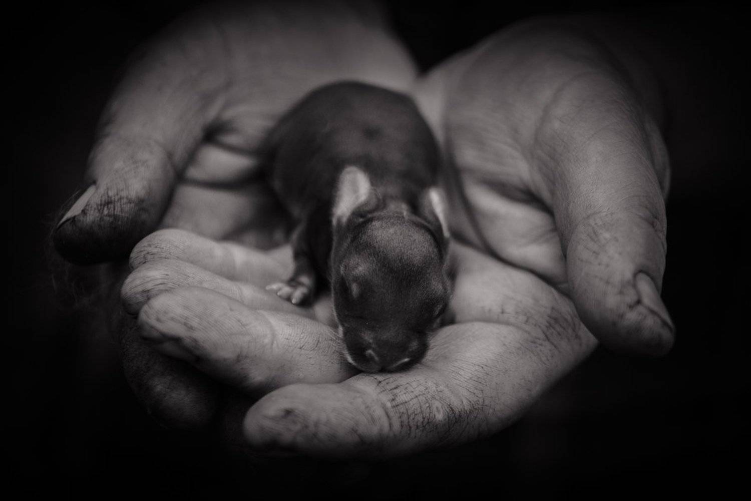 , Єлаш Александр