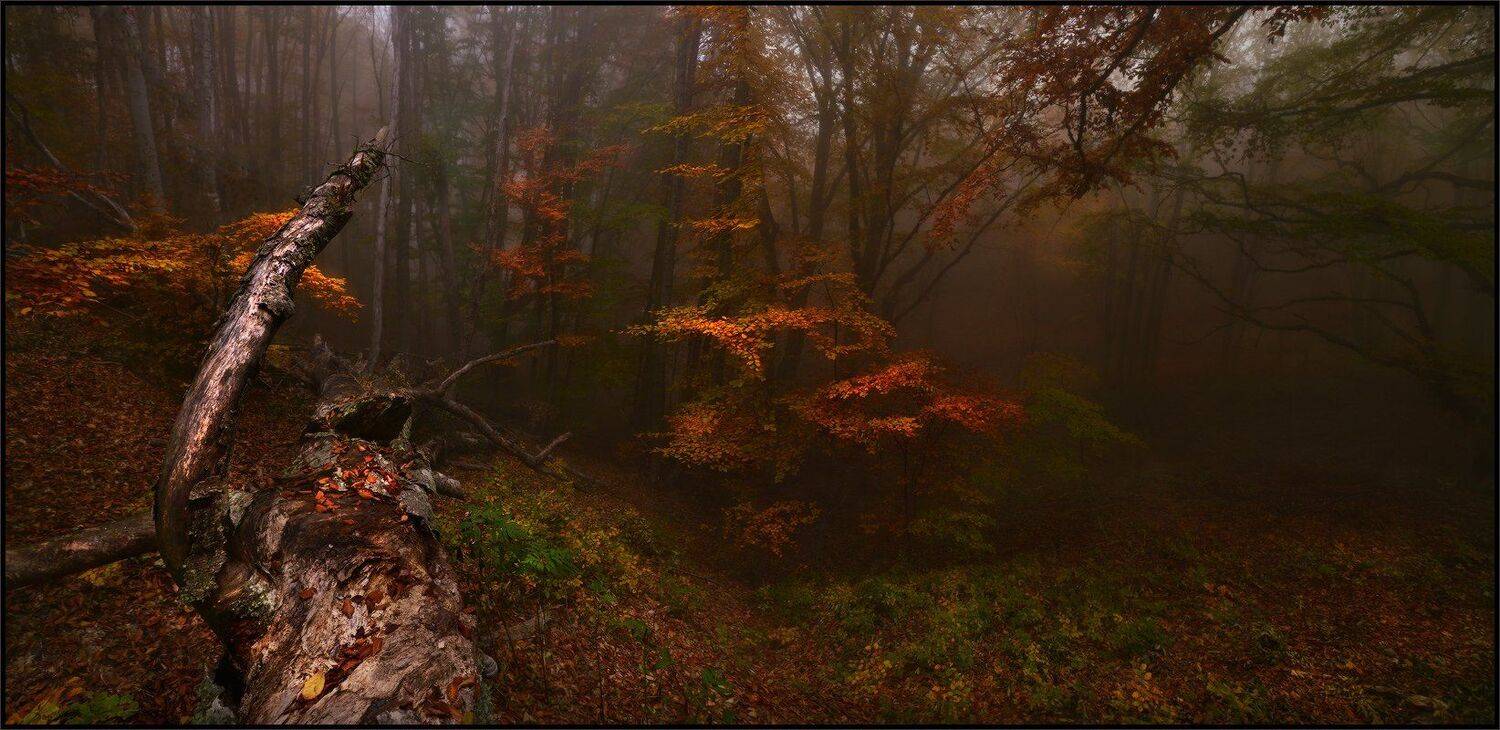 , Владимир Метцгер