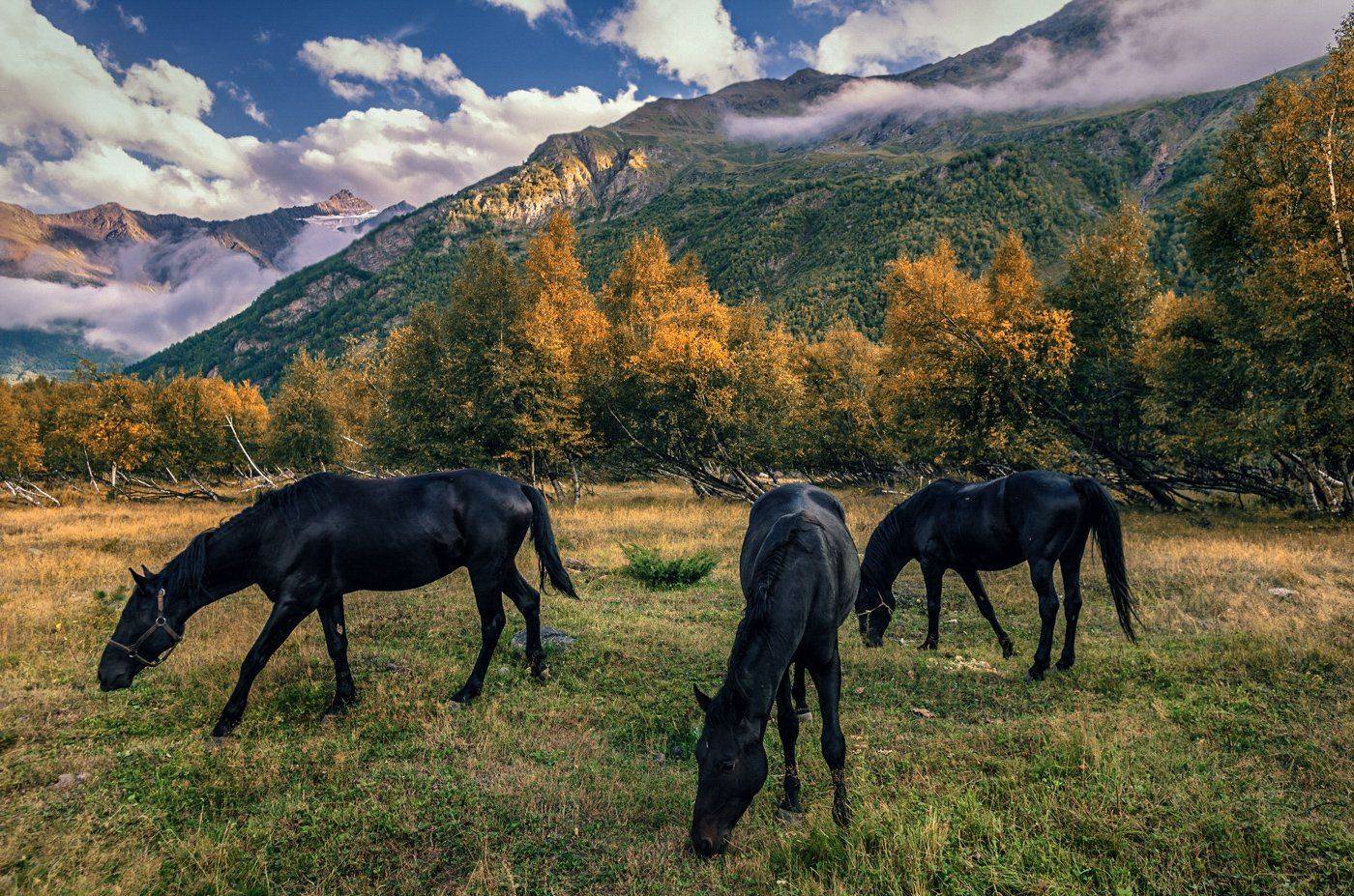 , Игорь Мелекесцев