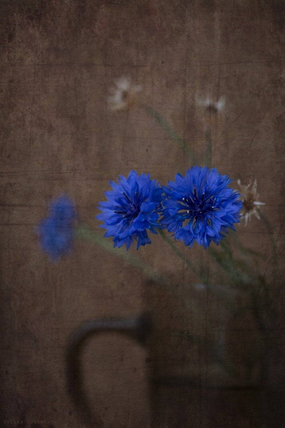 , Юлия Густерина