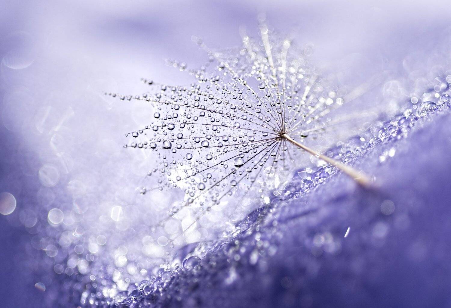 , Таня  Маркова