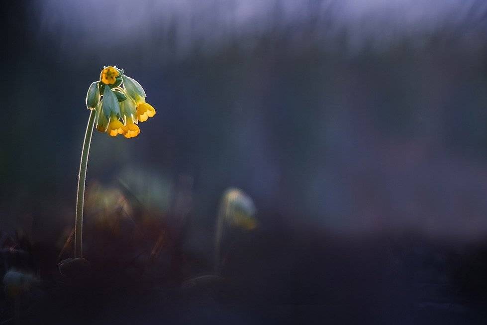 , Вячеслав Мищенко