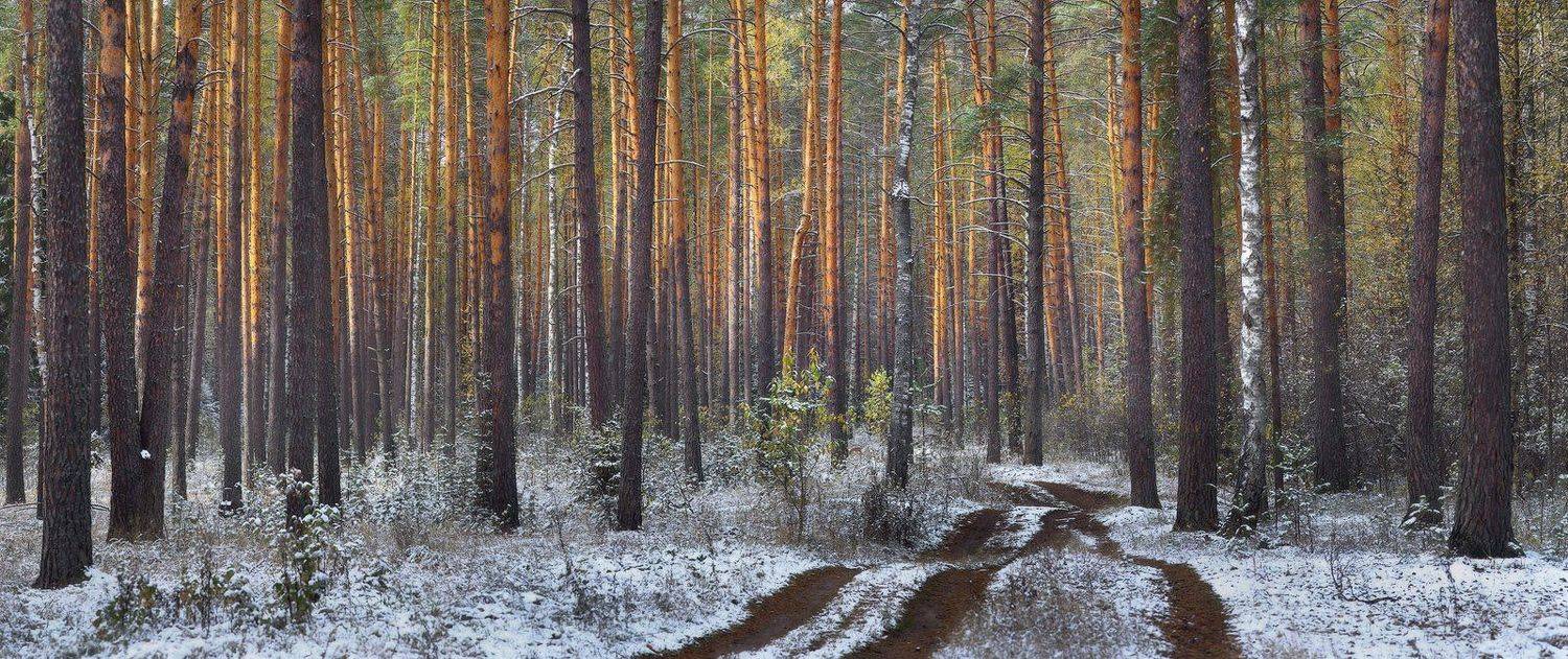 , Дмитрий Алексеев