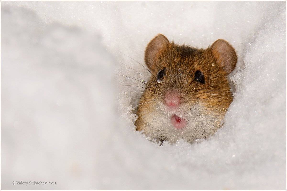 , Валерий Субачев