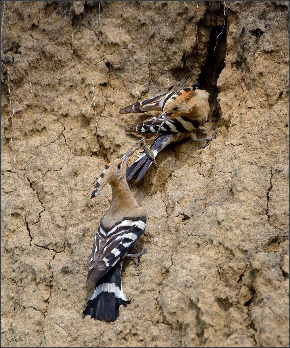 Удоды, Александр Чувилин