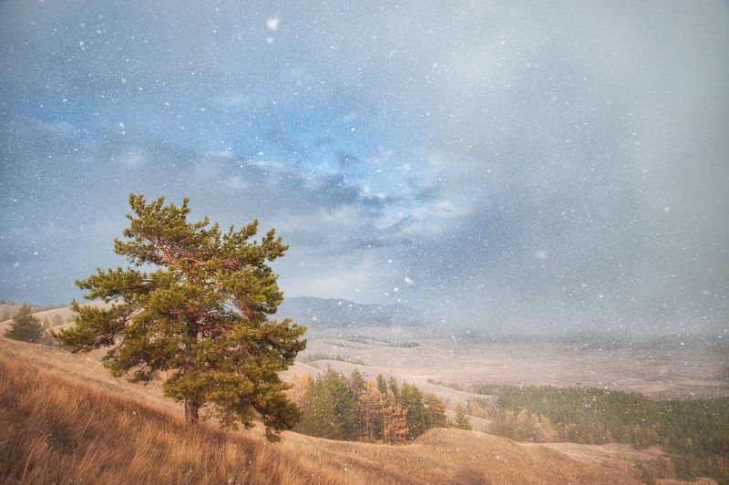 Горы, Осень, Снег, Сосна, Холмы, Южный урал Бонсай фото превью