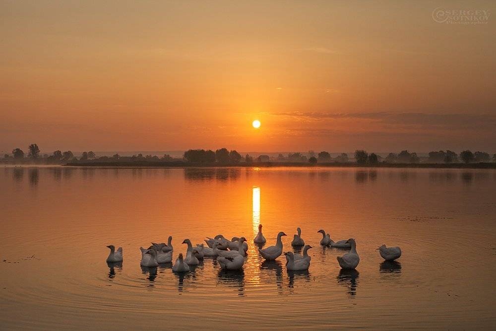 , Сергей Сотников