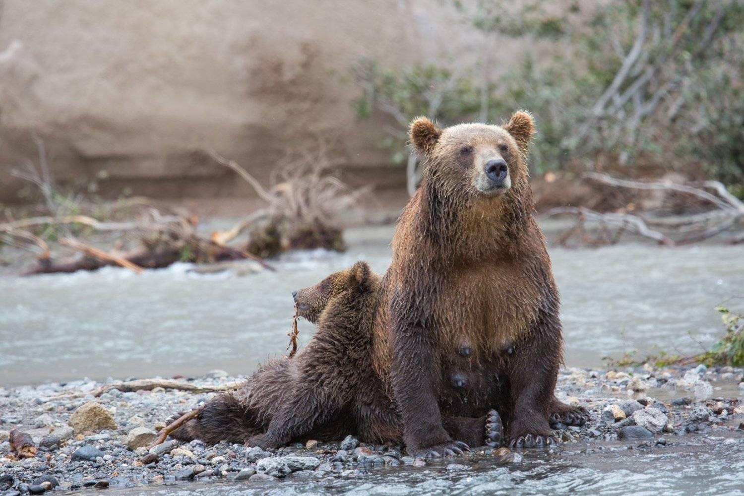 камчатка , медведи ,курильское озеро, мамаша ,медвежонок, релакс, Ирина Назарова