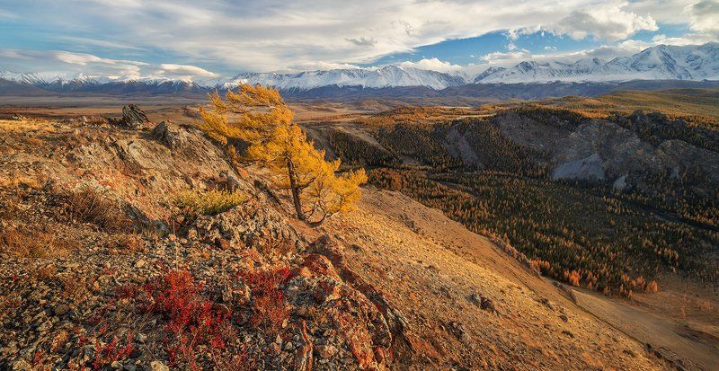 Алтайские этюды ...икебана номер раз... фото превью