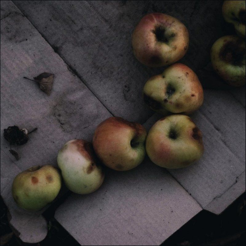 Листья, Природа Лень осенняя фото превью