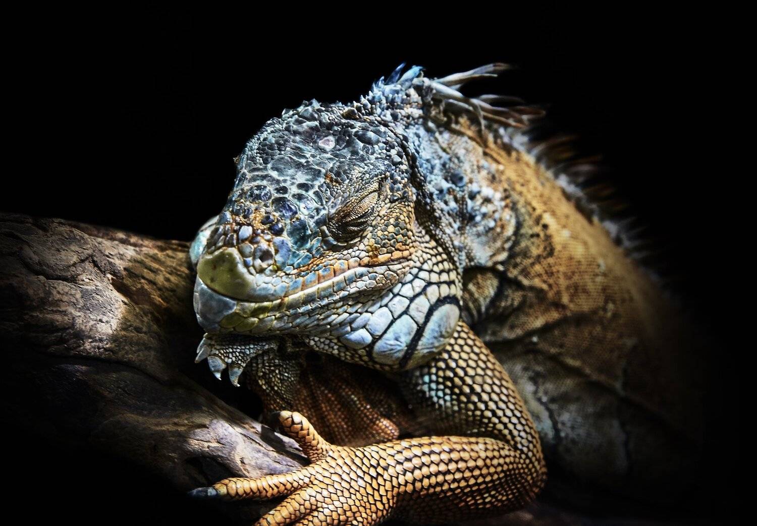 , Олег Богданов