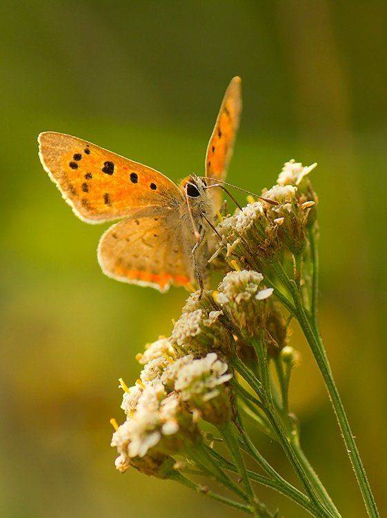 , Pawel Plucinski