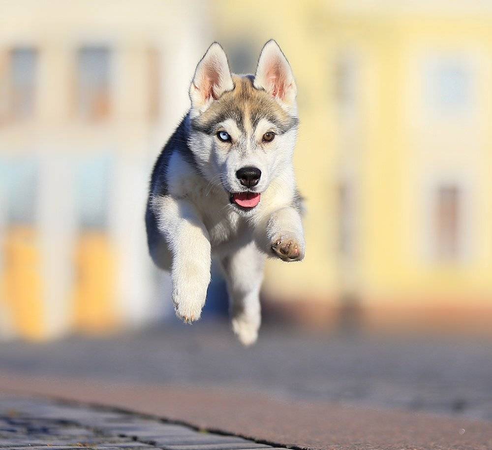 , Андрей Ершов