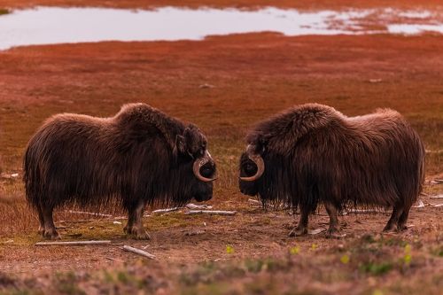 Противостояние