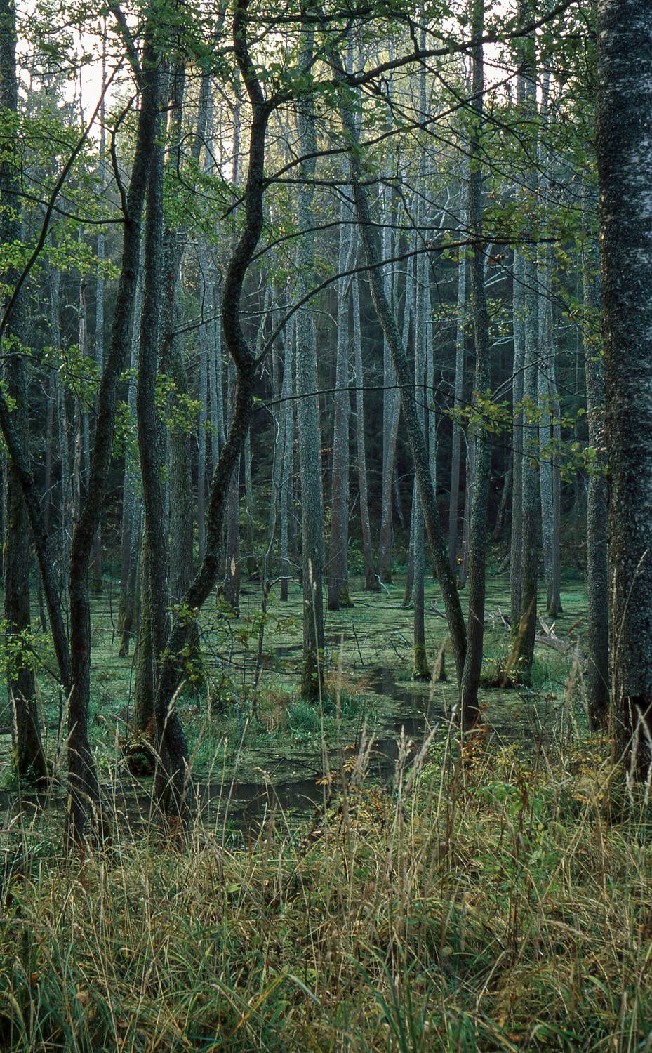 , Сизов Кирилл