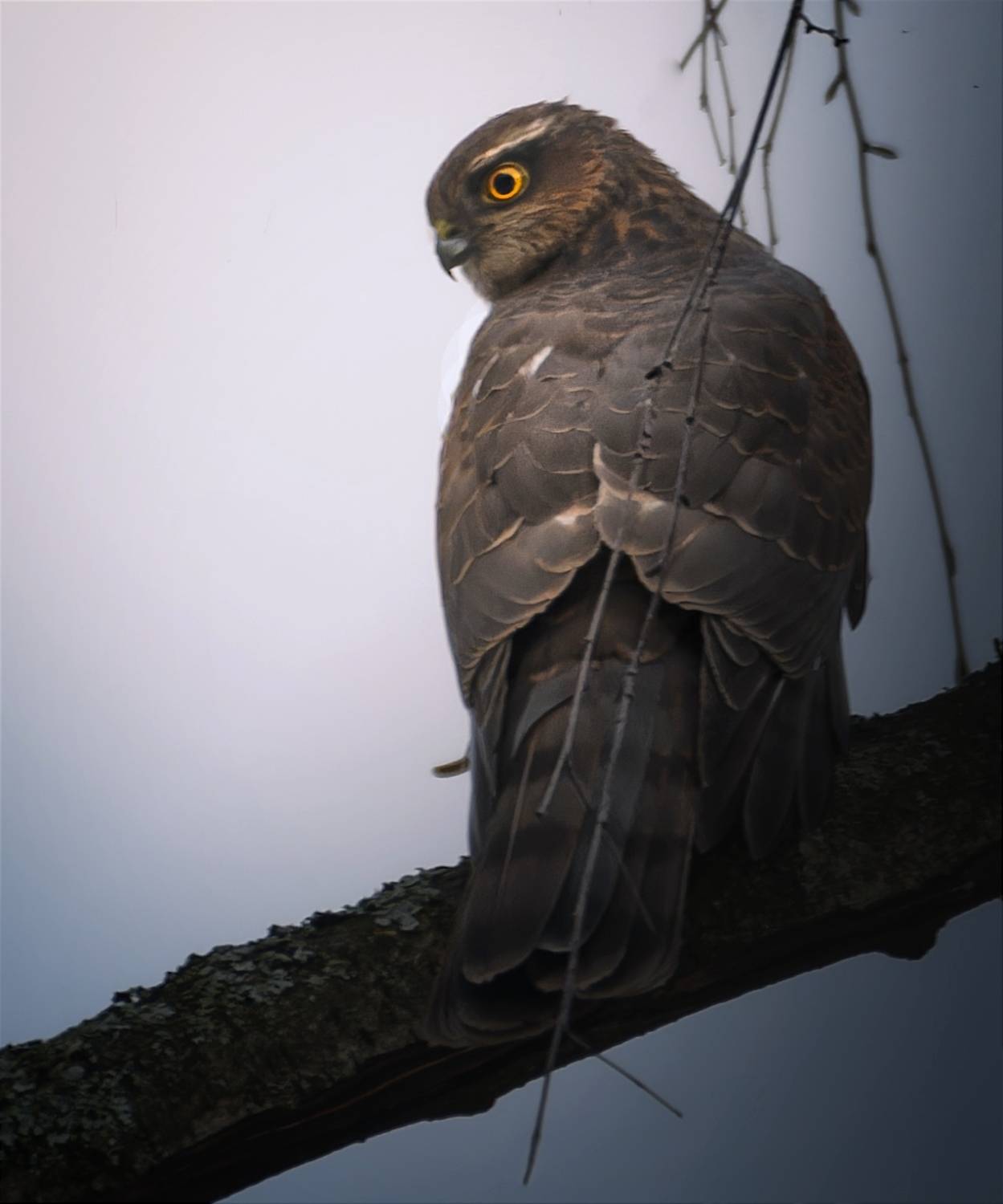 , Никон Александр