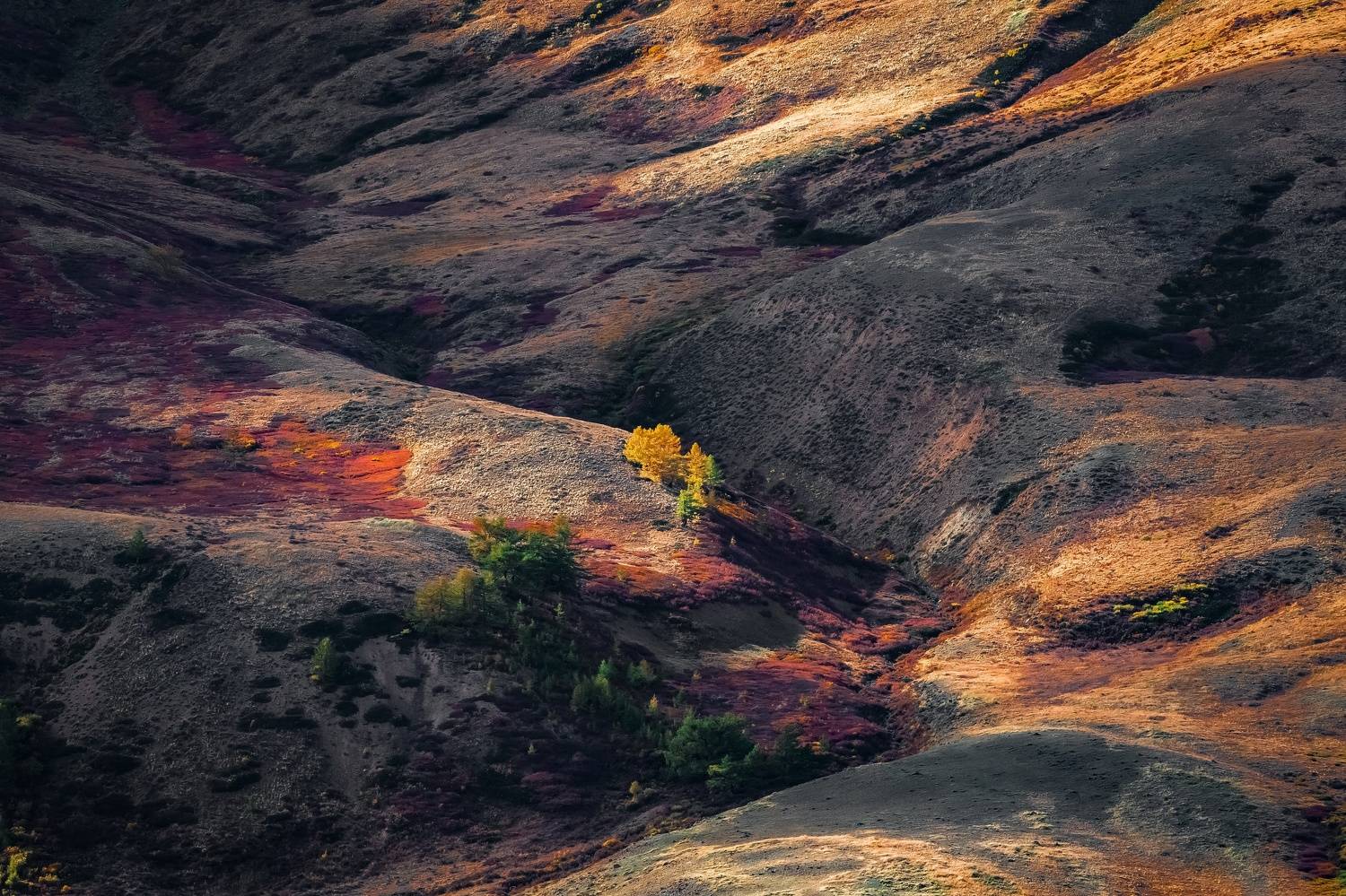 , Tatiana Meshcheryakova