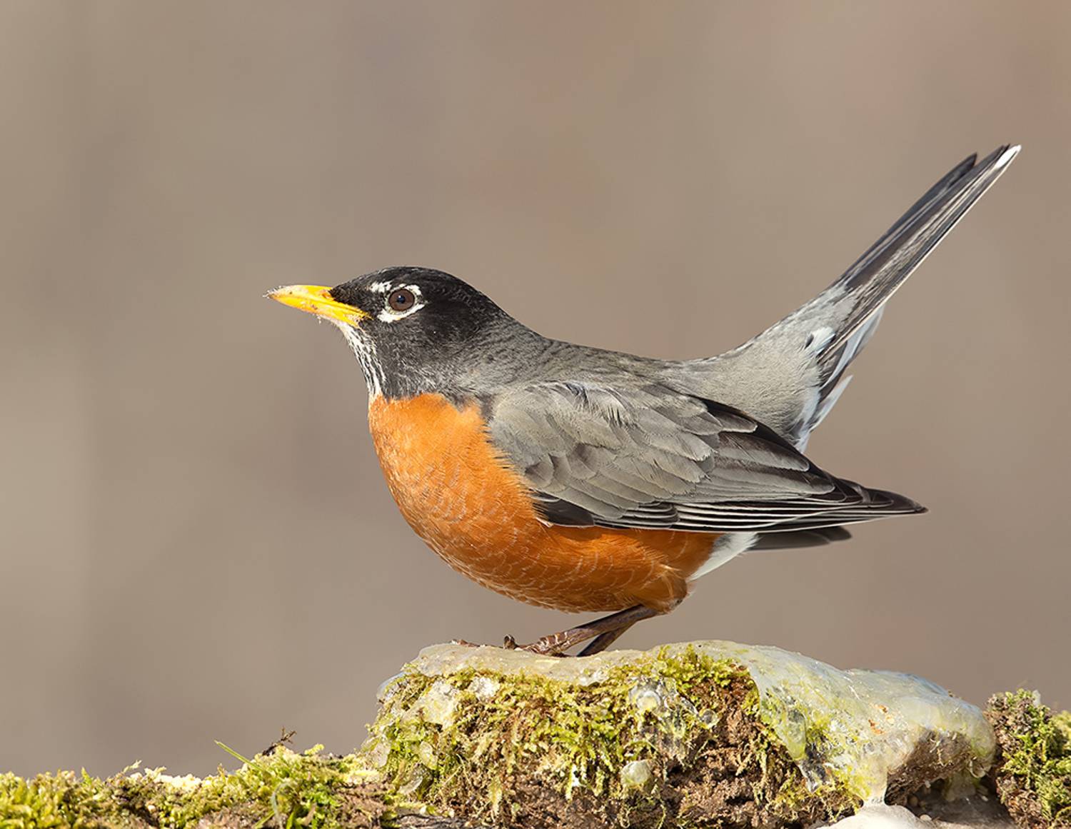 странствующий дрозд, american robin, дрозд, зима, Etkind Elizabeth