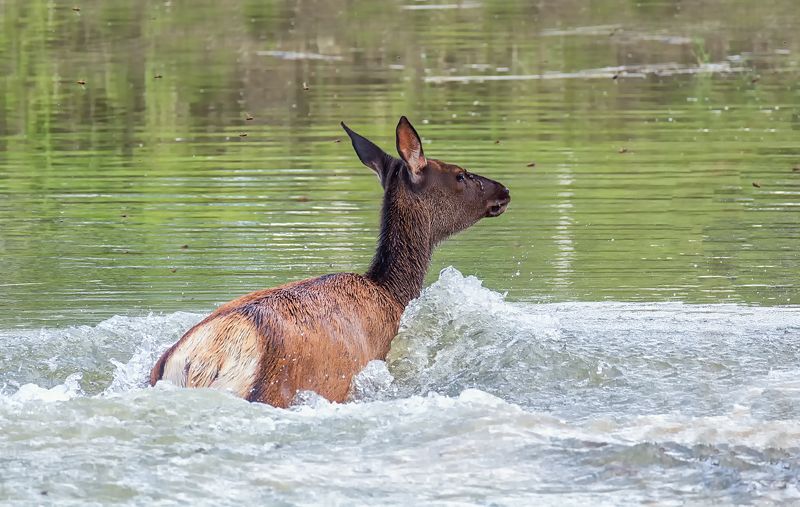 марал, озеро, лес, Маралы. фото превью