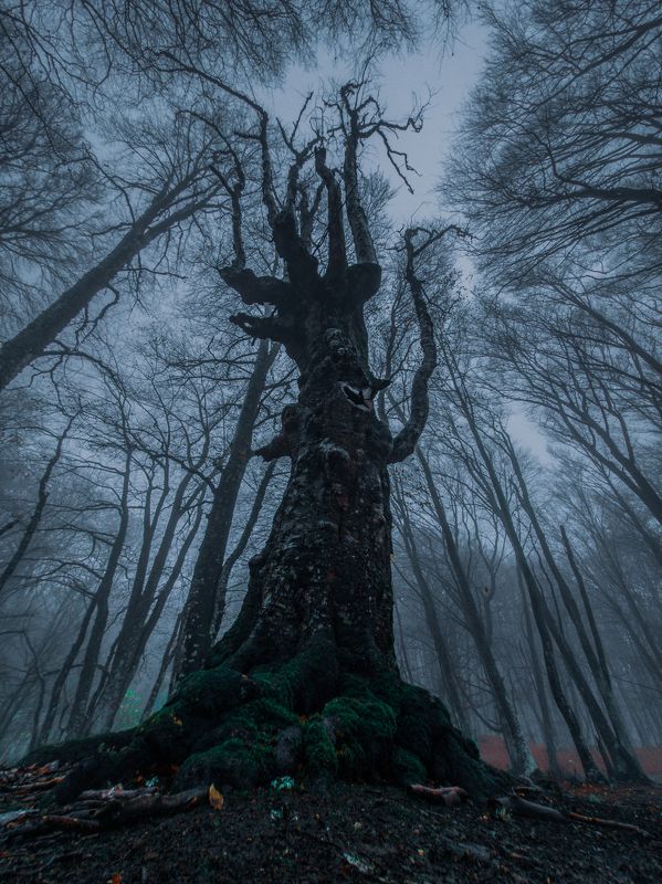 Там чудеса, там леший бродит... фото превью