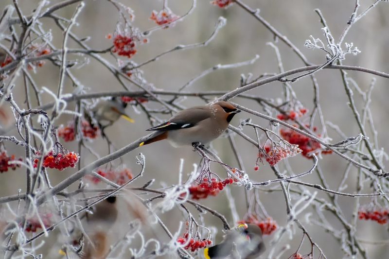 свиристели прилетели фото превью
