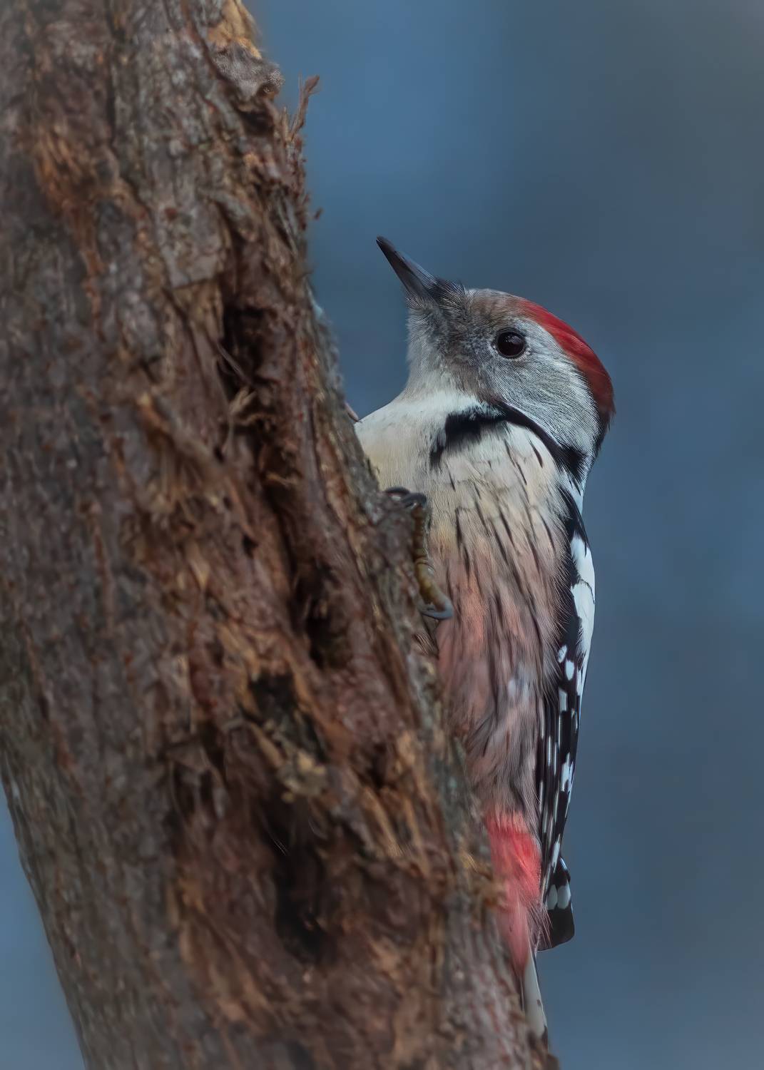 , Денис Пронин