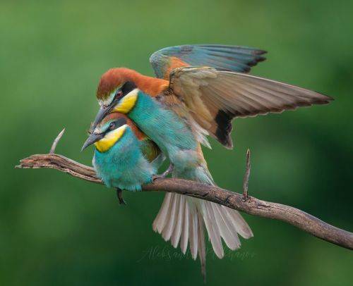 Я буду любить тебя нежно ...