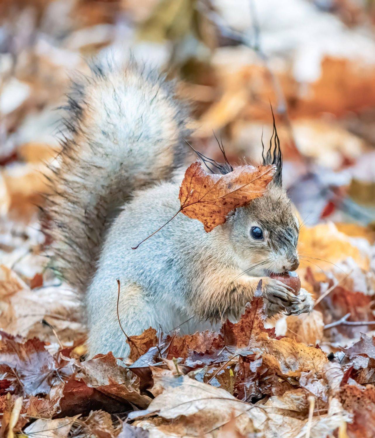 , Дэм Константин